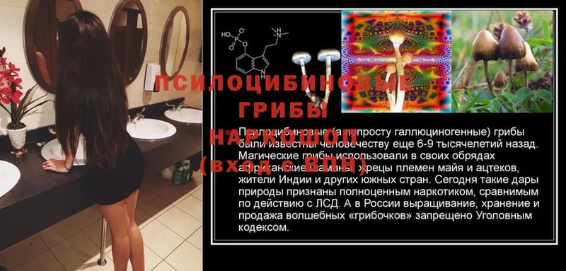 Псилоцибиновые грибы Magic Shrooms  дарк нет клад  Ужур 